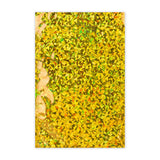 Holografické fóliové obálky